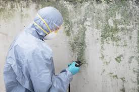 Why You Should Choose Our Mold Remediation Services in Lockland, OH